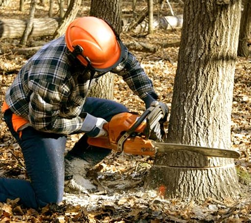 Tree Removal in Leonard, MO